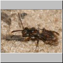 Nomada furva sheppardana - Wespenbiene 06 5mm.jpg